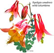 aquilegia canadensis design.jpg
